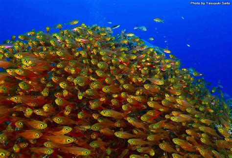 魚 金色|金色な魚たち大集合！｜海のいきもの｜海の生き 